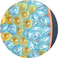 Step 3: Lipid Crystallization